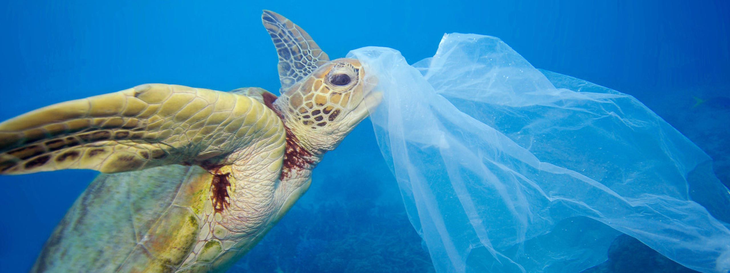 Less Plastic More Life