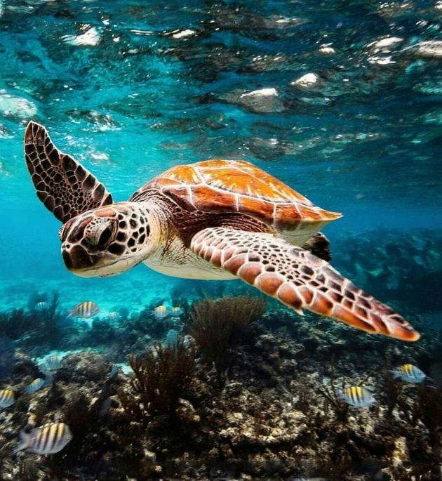 Less Plastic More Life