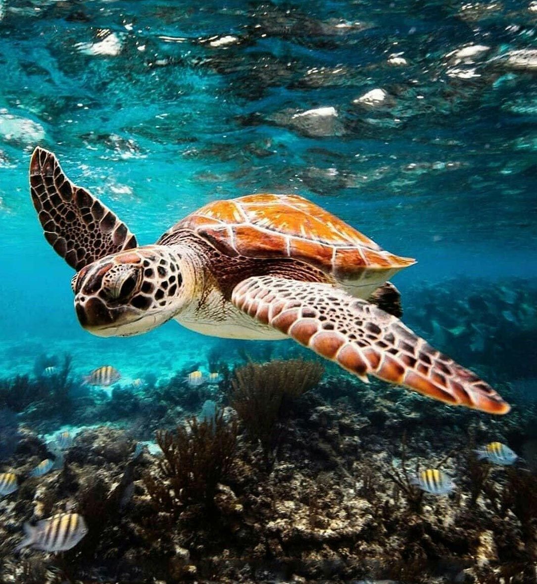 LESS PLASTIC MORE LIFE