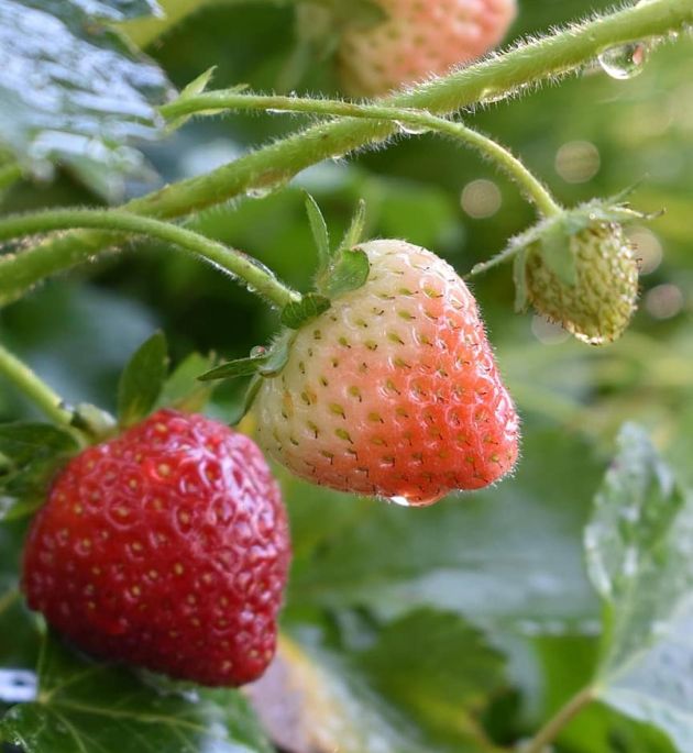 Valorizzazione dello scarto e della coltivazione senza insetticidi